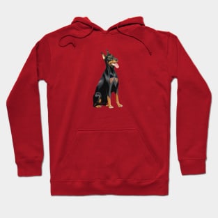 A Black and Tan Doberman Pinscher - Just the dog. Hoodie